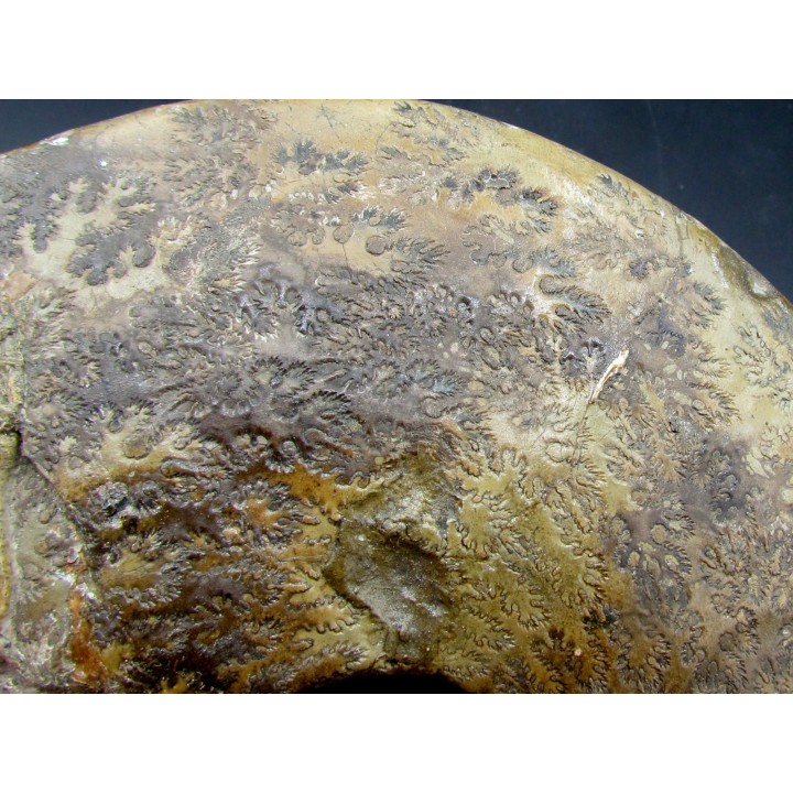 BEUDANTICERAS ALBENSE
