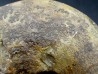 BEUDANTICERAS ALBENSE