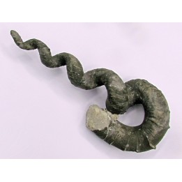 Hyphantoceras reussianum - Turonien - Halle