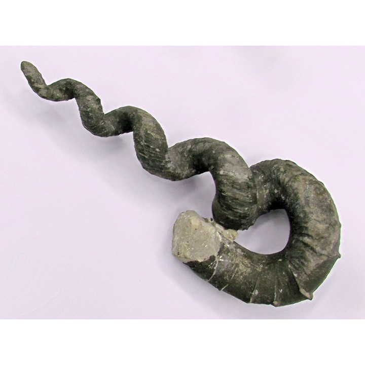 Hyphantoceras reussianum - Turonien - Halle