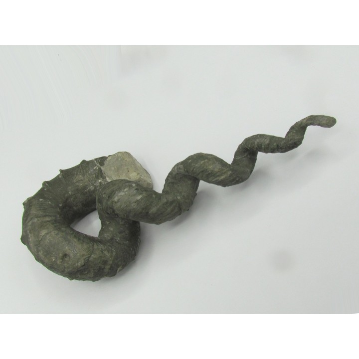 Hyphantoceras reussianum - Turonian -  Halle