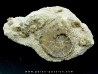 Yezoites and  Prionocycloceras - Turonian