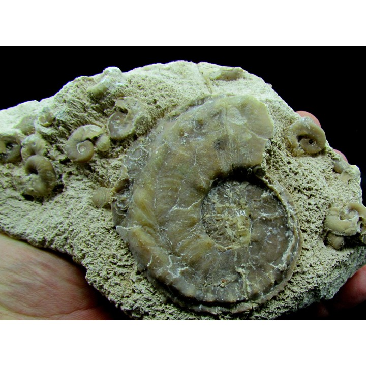 Yezoites et Prionocycloceras  - Turonien