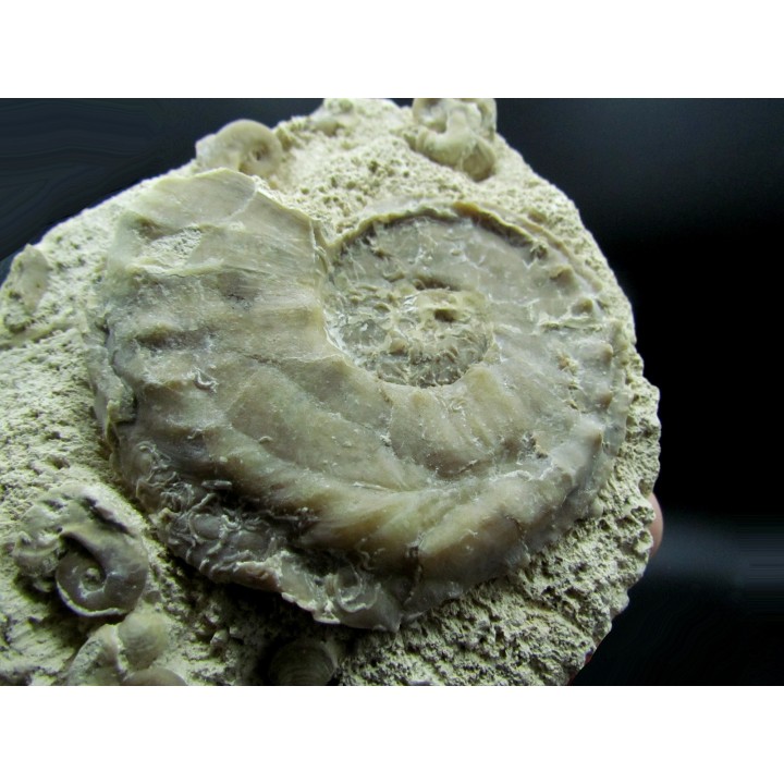 Yezoites and  Prionocycloceras - Turonian