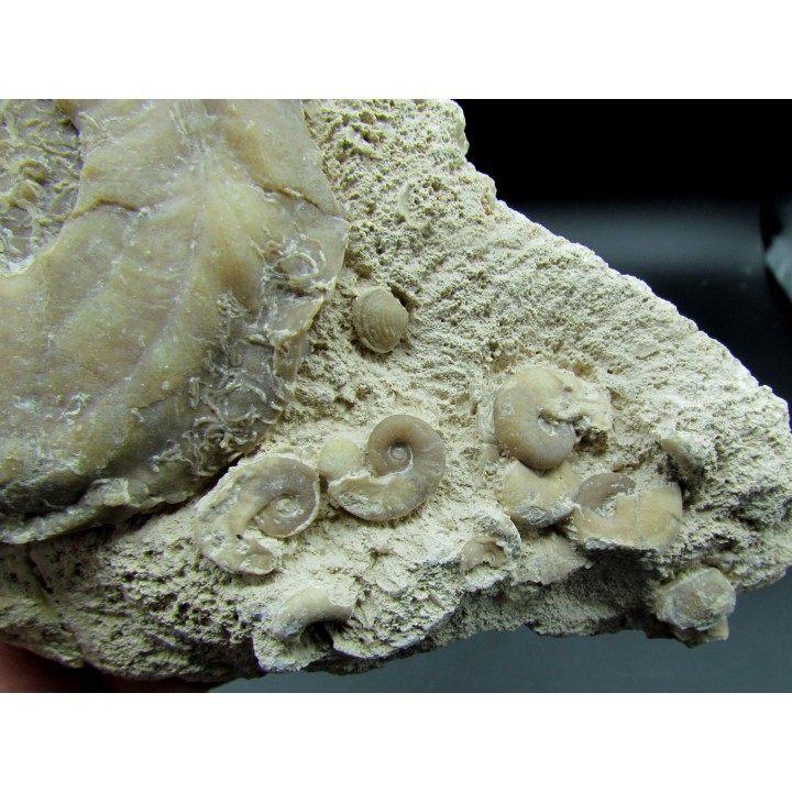 Yezoites and  Prionocycloceras - Turonian