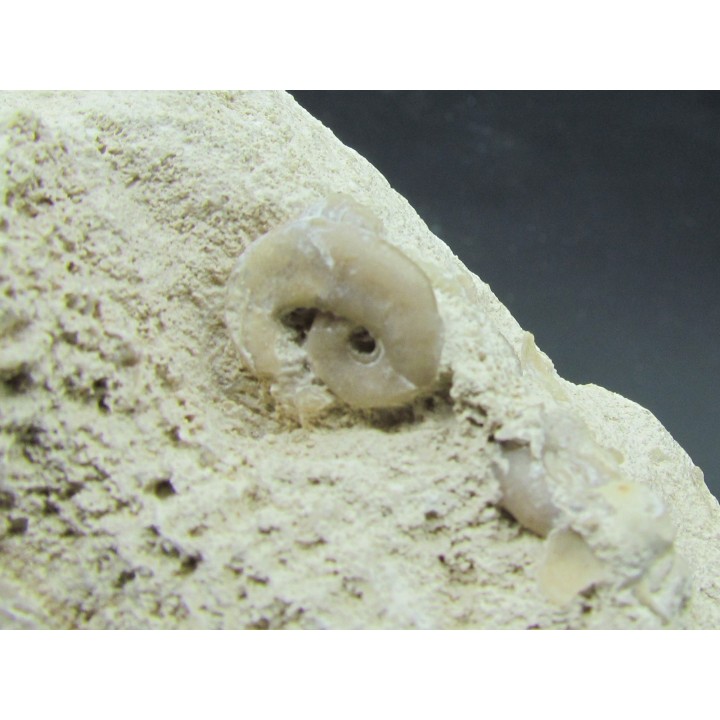 Yezoites and  Prionocycloceras - Turonian