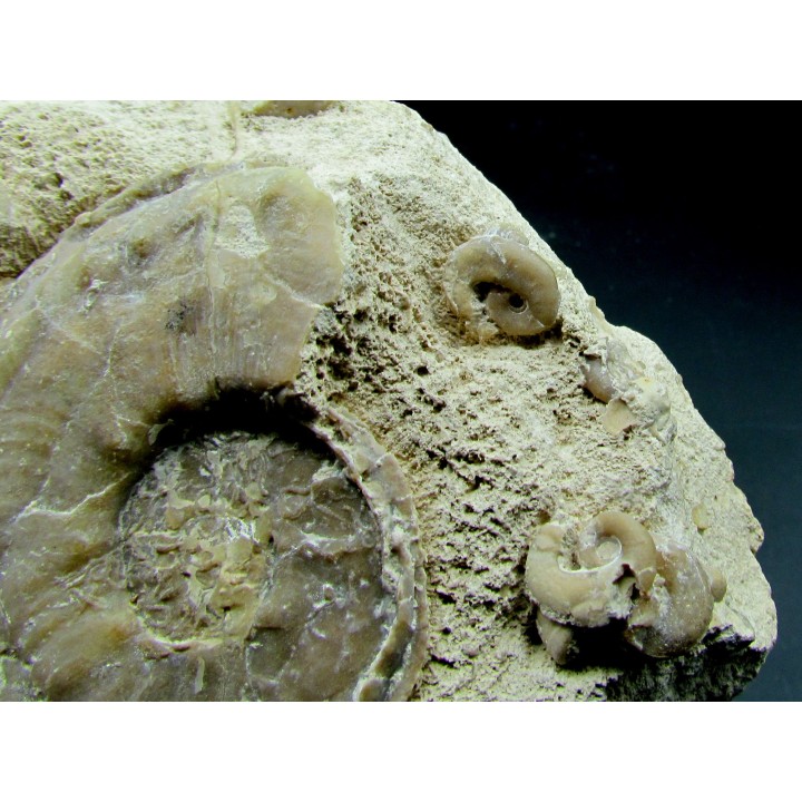 Yezoites and  Prionocycloceras - Turonian