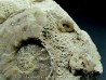 Yezoites and  Prionocycloceras - Turonian
