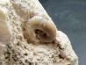 Yezoites and  Prionocycloceras - Turonian