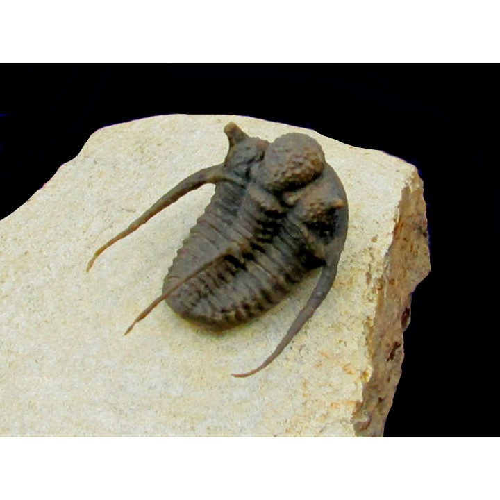 cyphaspis khraidensis - Emsian -  Foum Zguid