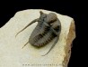 cyphaspis khraidensis - Emsian -  Foum Zguid