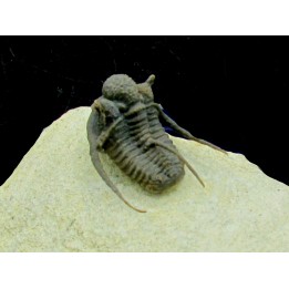 cyphaspis khraidensis - Emsian -  Foum Zguid