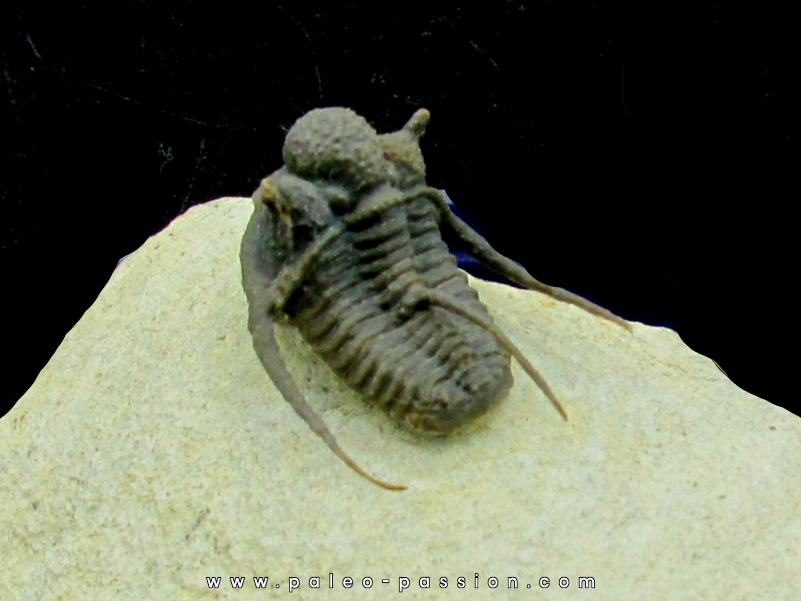 cyphaspis khraidensis - Emsien - Foum Zguid