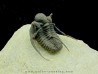 cyphaspis khraidensis - Emsien - Foum Zguid