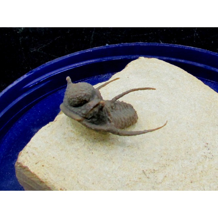 cyphaspis khraidensis - Emsian -  Foum Zguid