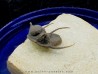 cyphaspis khraidensis - Emsian -  Foum Zguid