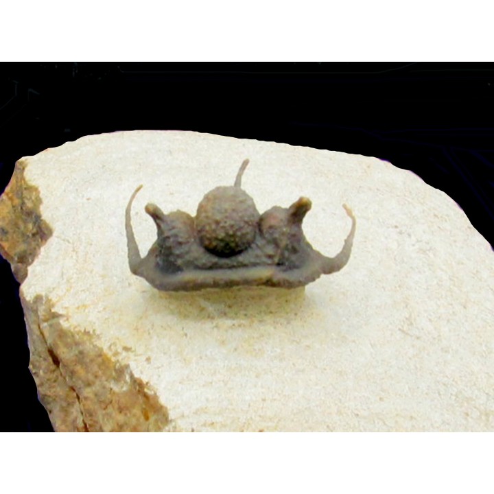 cyphaspis khraidensis - Emsian -  Foum Zguid