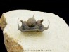 cyphaspis khraidensis - Emsian -  Foum Zguid