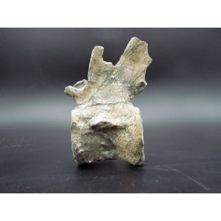 crocodil  vertebrae - steneosaurus sp.