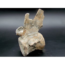 crocodil  vertebrae - steneosaurus sp.
