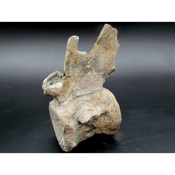 crocodil  vertebrae - steneosaurus sp.