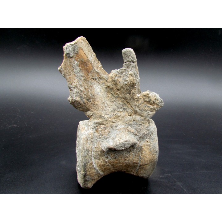 crocodil  vertebrae - steneosaurus sp.