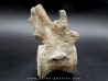 crocodil  vertebrae - steneosaurus sp.