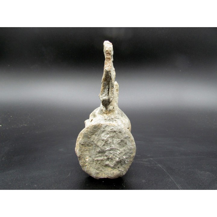 crocodil  vertebrae - steneosaurus sp.
