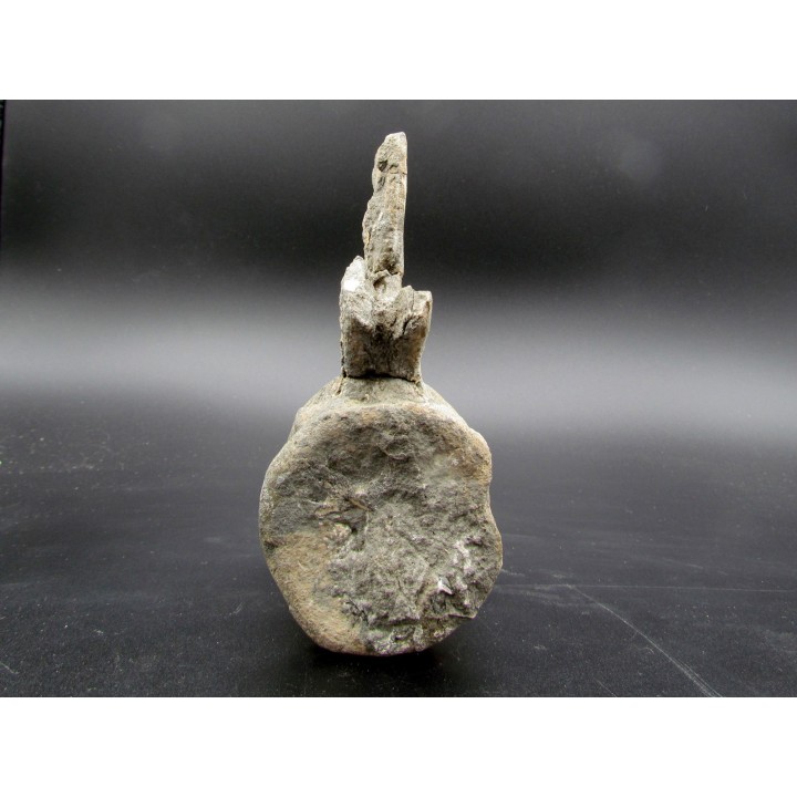 crocodil  vertebrae - steneosaurus sp.