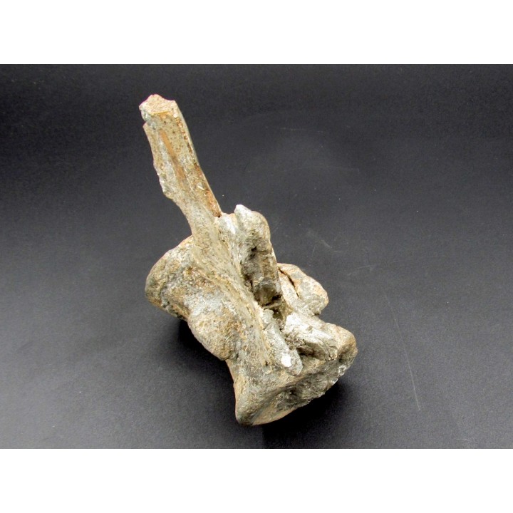 crocodil  vertebrae - steneosaurus sp.
