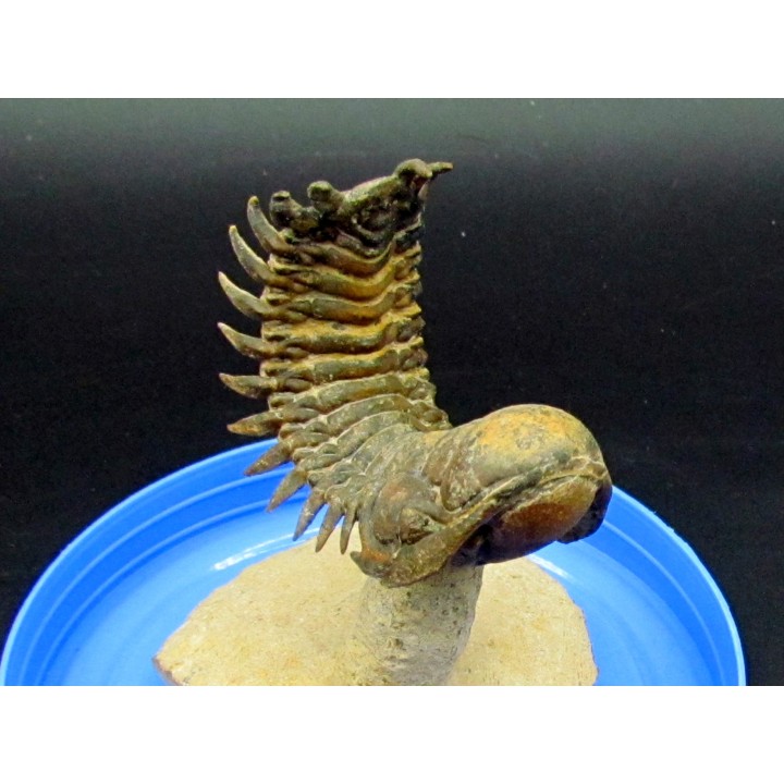 CROTALOCEPHALUS GIBBUS