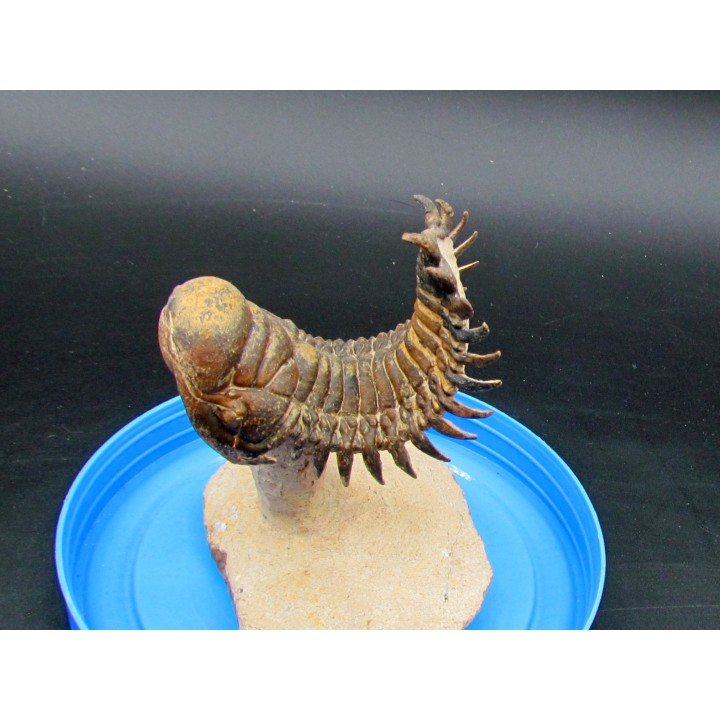 CROTALOCEPHALUS GIBBUS