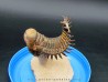 CROTALOCEPHALUS GIBBUS