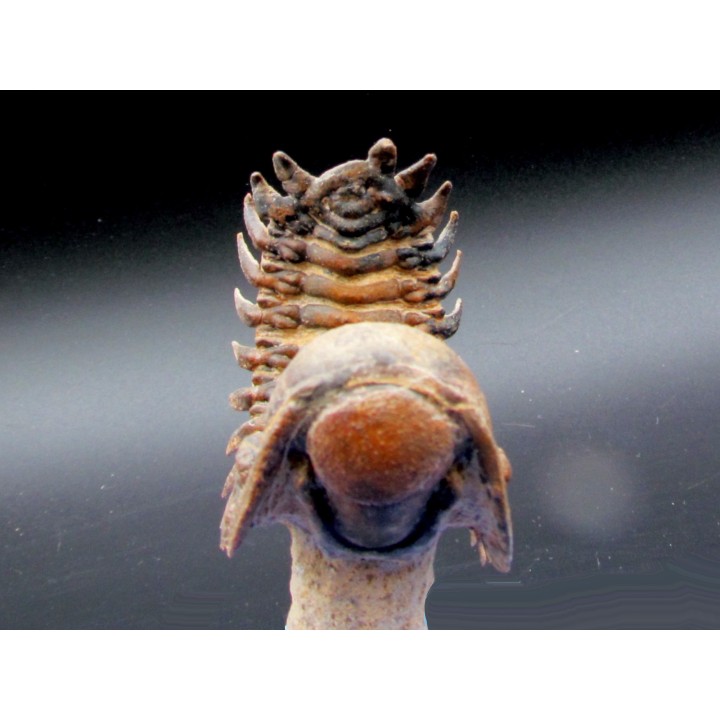 CROTALOCEPHALUS GIBBUS