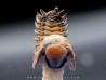 CROTALOCEPHALUS GIBBUS