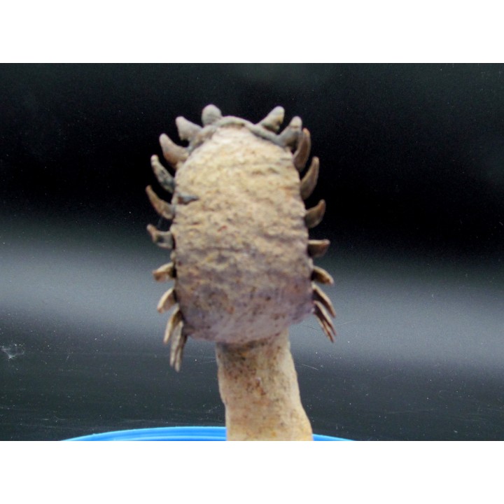 CROTALOCEPHALUS GIBBUS
