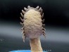 CROTALOCEPHALUS GIBBUS