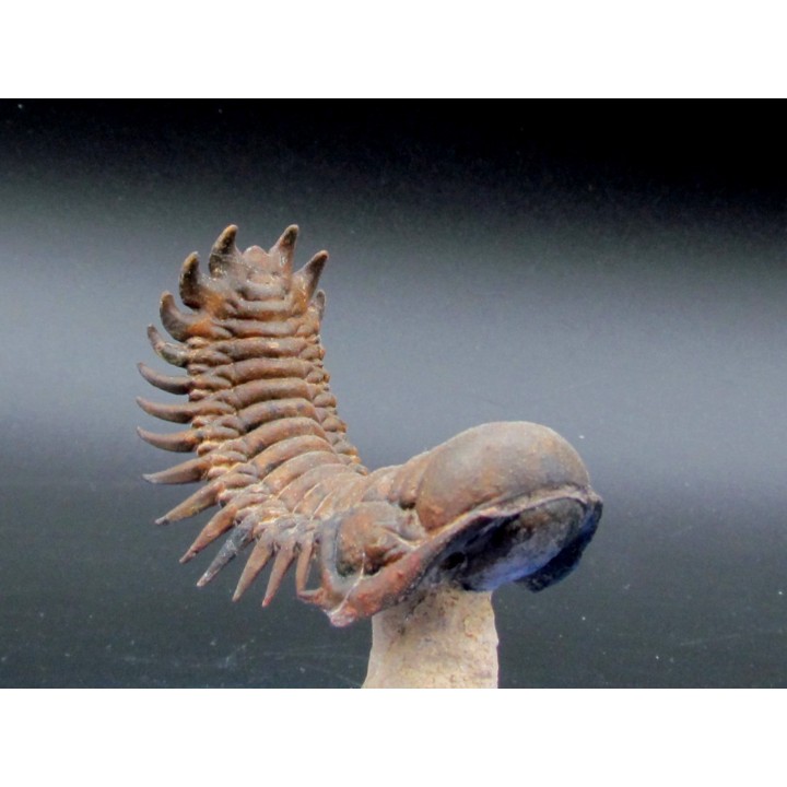 CROTALOCEPHALUS GIBBUS