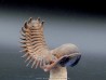CROTALOCEPHALUS GIBBUS