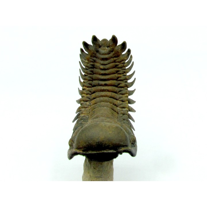 CROTALOCEPHALUS GIBBUS