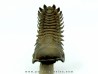 CROTALOCEPHALUS GIBBUS