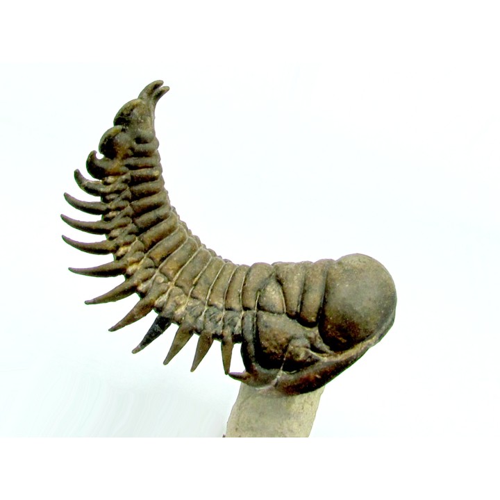 CROTALOCEPHALUS GIBBUS