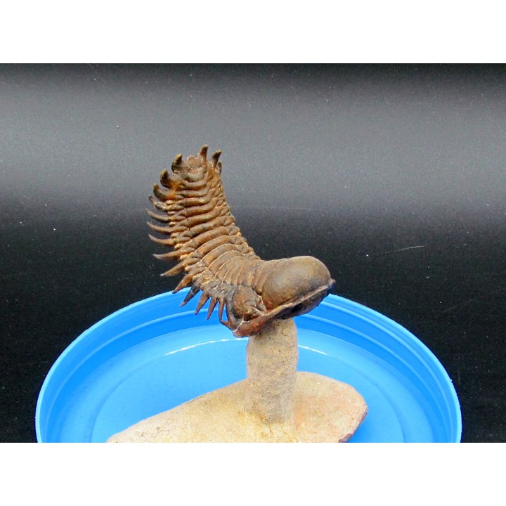 CROTALOCEPHALUS GIBBUS