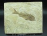 DAPALIS MACRURUS