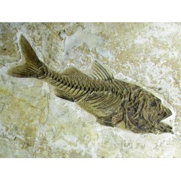 DAPALIS MACRURUS