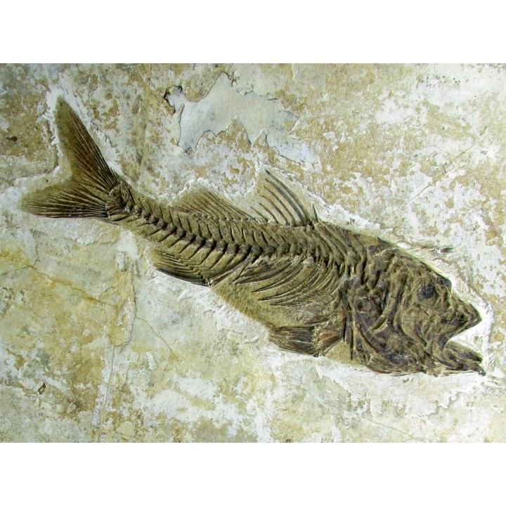 DAPALIS MACRURUS
