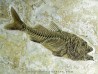 DAPALIS MACRURUS