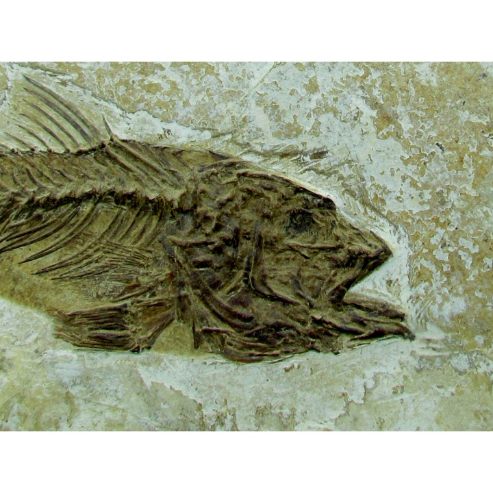 DAPALIS MACRURUS