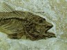 DAPALIS MACRURUS