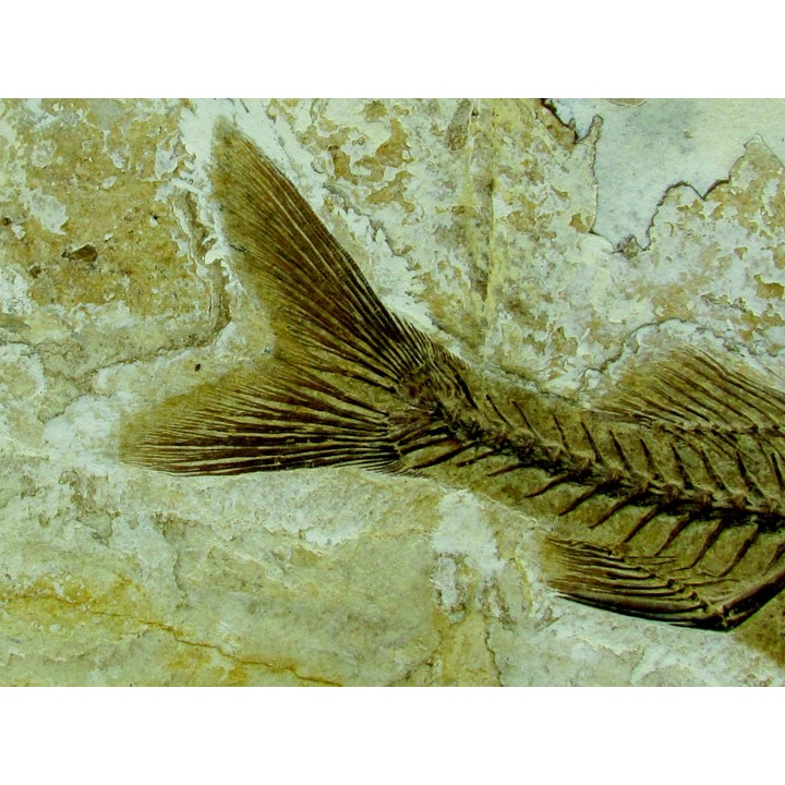DAPALIS MACRURUS